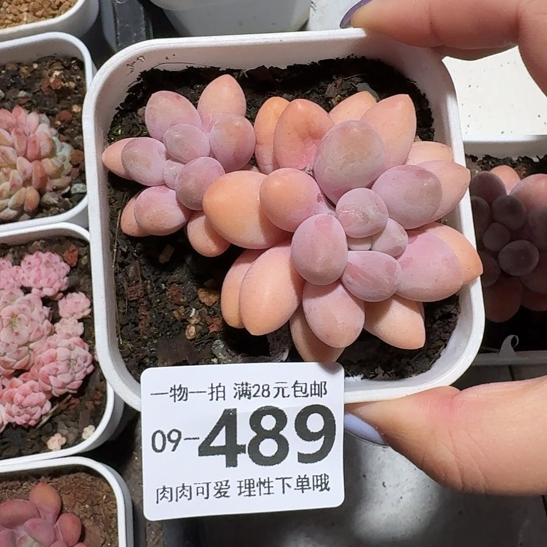 汤圆无盆无发货无