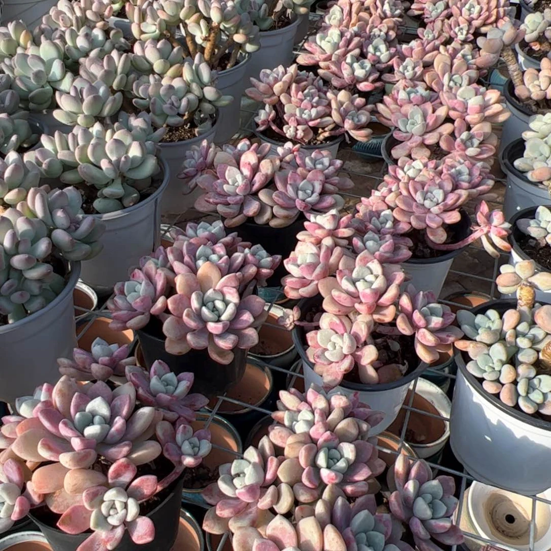 新疆包邮 花斑露