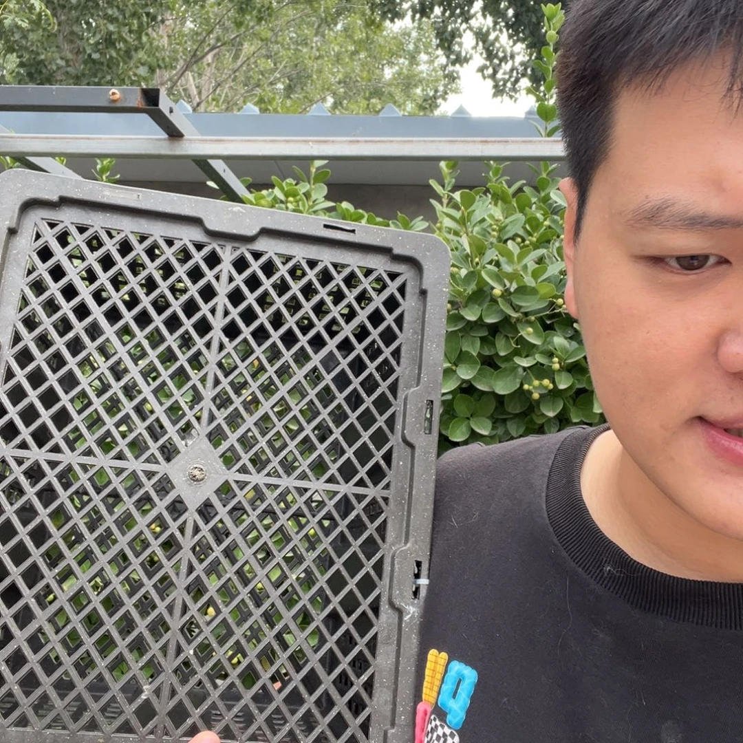 双血统英系安哥拉兔子全母