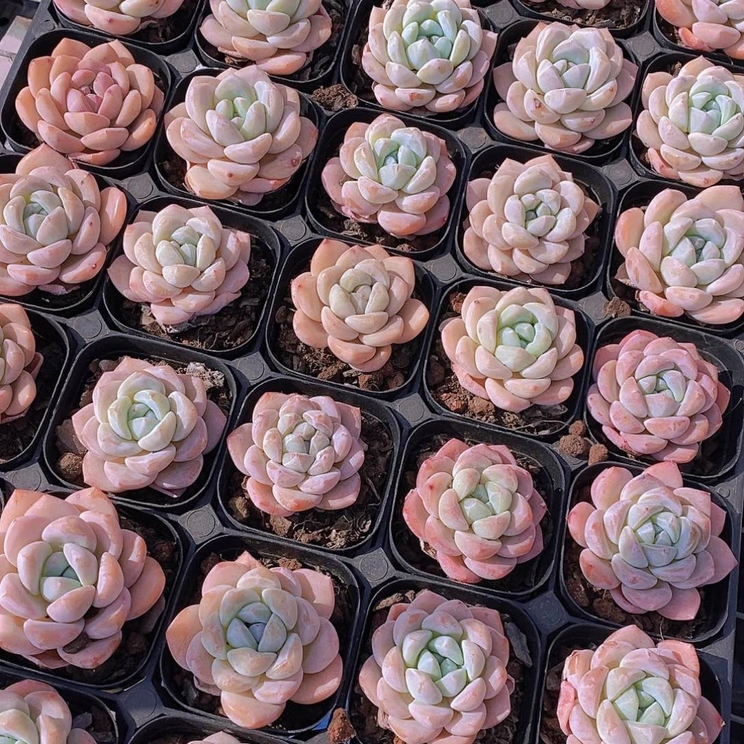 4.29-3-福利黑方冰橙2颗 微瑕慎拍