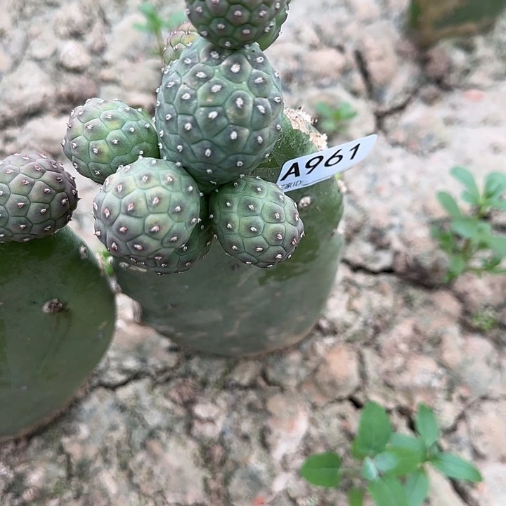 无花朵辉*嫁接无刺习961