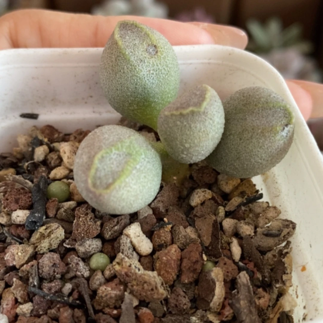 【闪购商品】无花朵哈密瓜