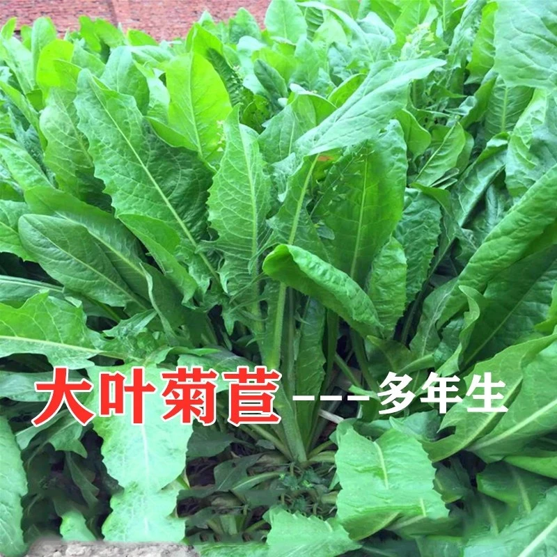 菊苣草种籽大叶多年生兔子牛鱼鸡鸭鹅养殖四季牧草种子种植高产