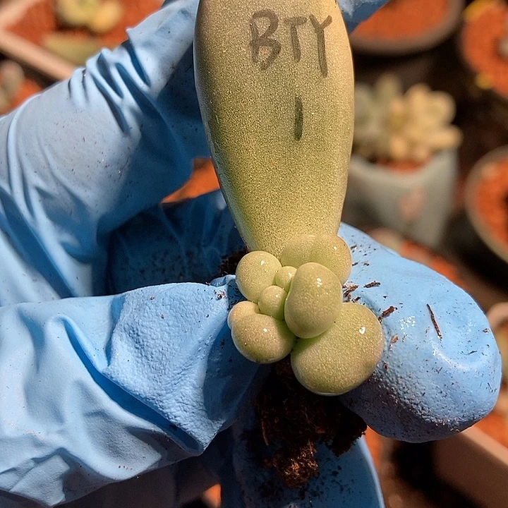白汤圆锦多肉植物