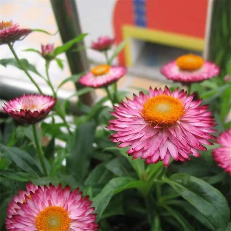 麦秆菊种子四季播种菊花种植夏季种子阳台庭院盆栽观赏花卉