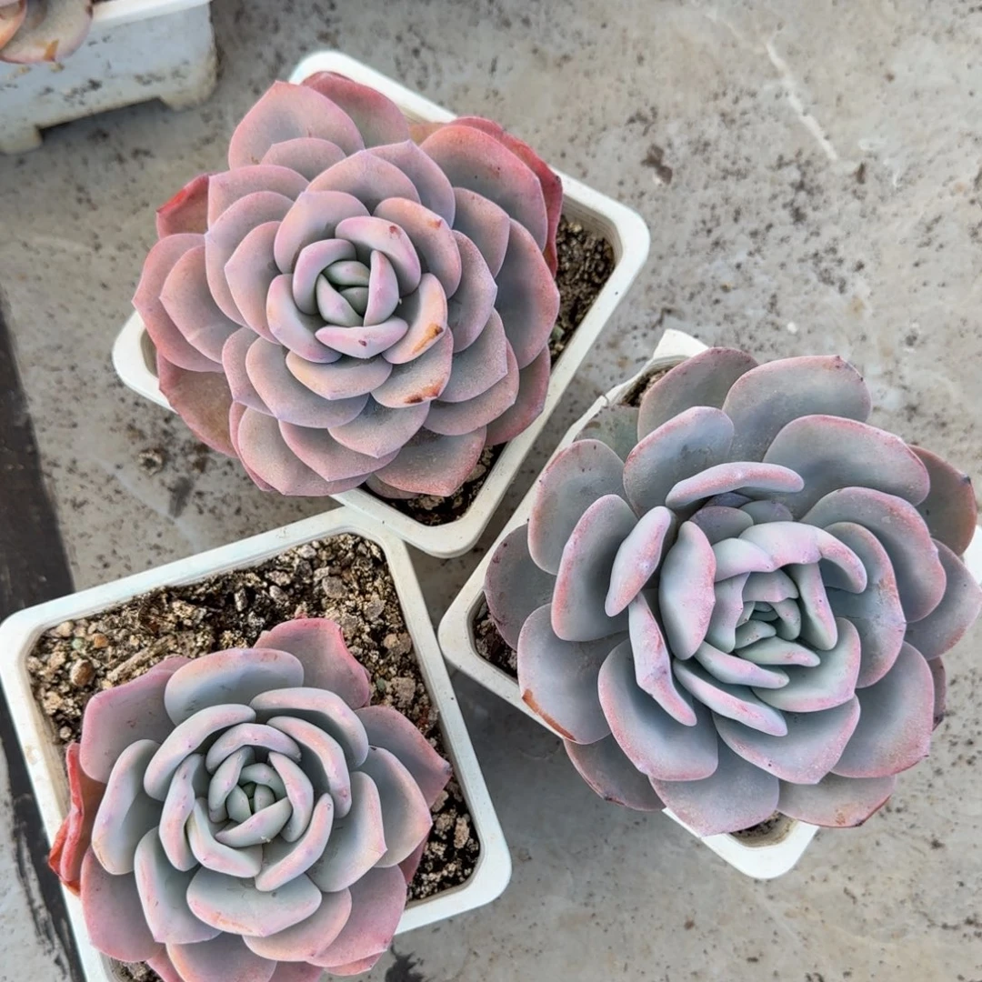 韩版奶茶，3个，粗腿