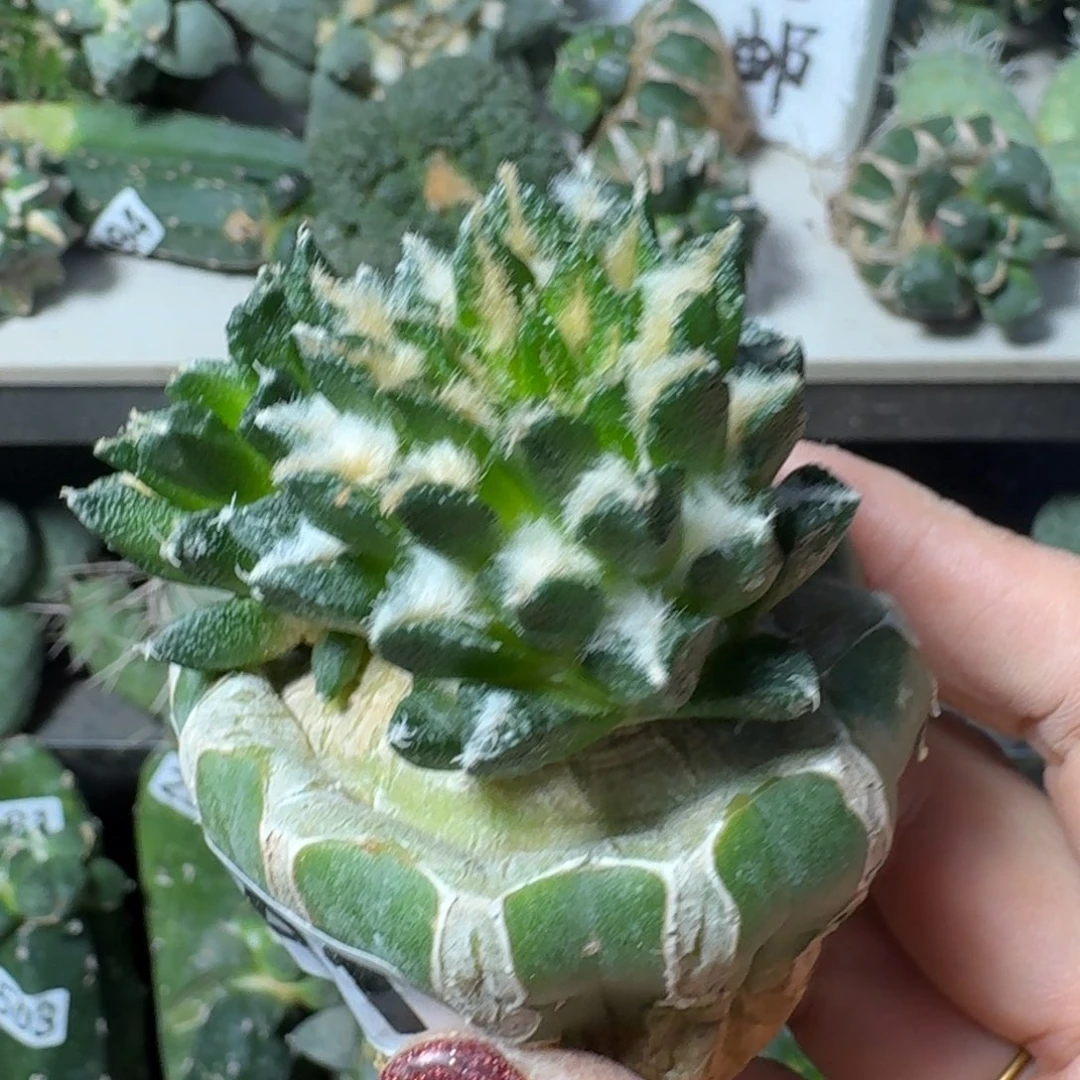 【闪购商品】无花朵人*博士黑牡丹541