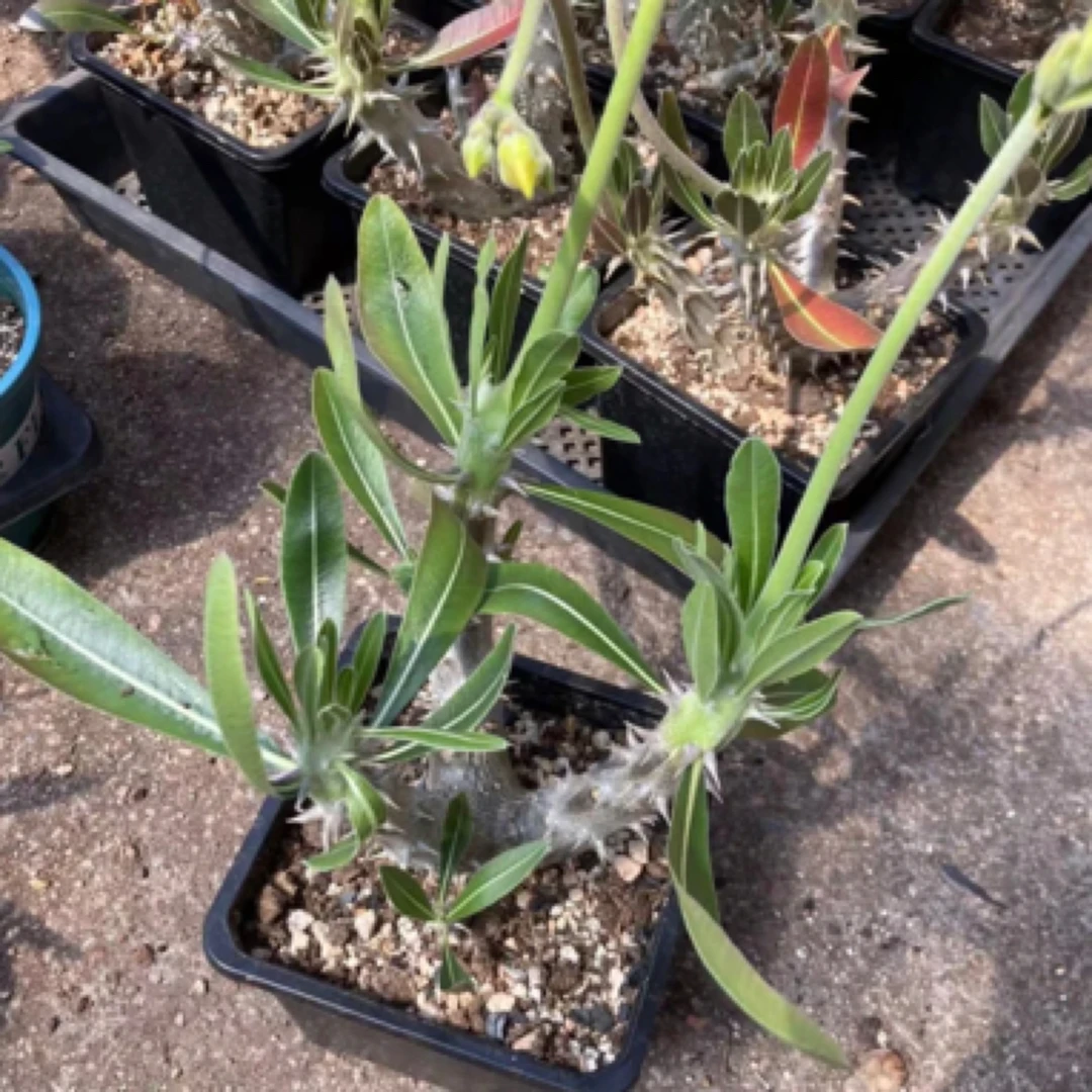 筒碟春棒槌多肉植物夹竹桃科块根茎干类小盆栽
