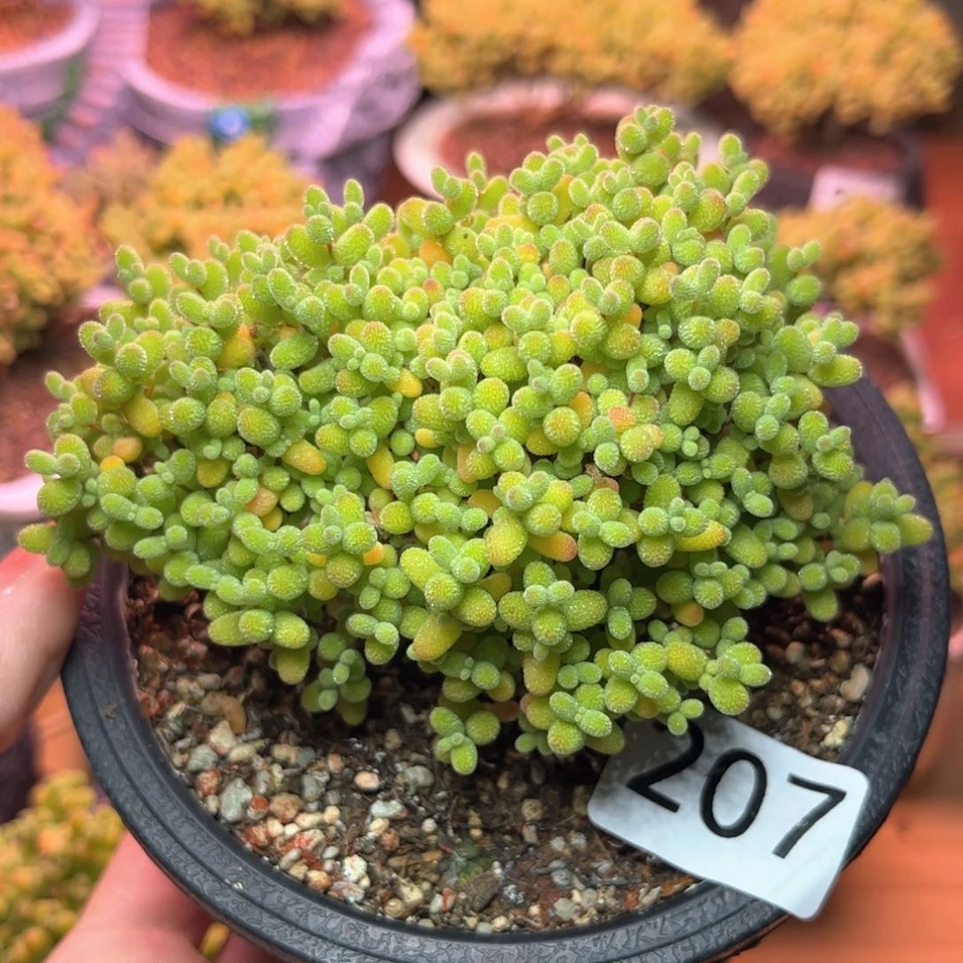 207金橘可爱多肉植物