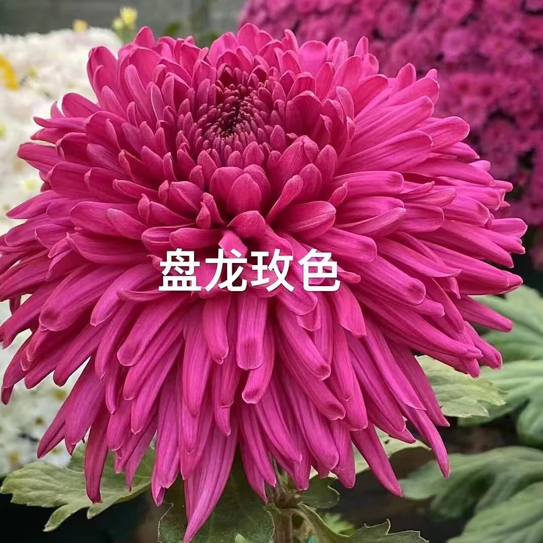 【盘龙玫色】大花富贵菊九月菊花苗盆栽适合室内外庭院阳台种植