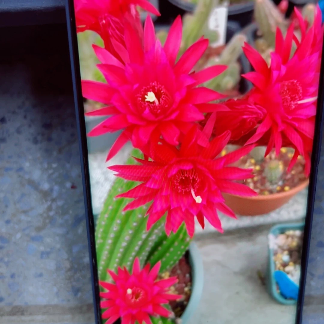 下70金妞24红歪无根侧芽5公分左右20包邮