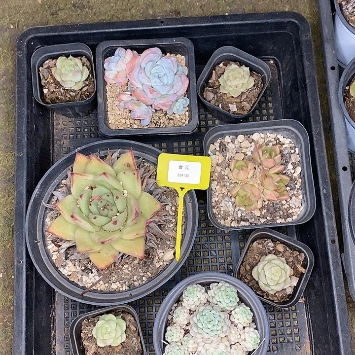 福利多多829130一筐