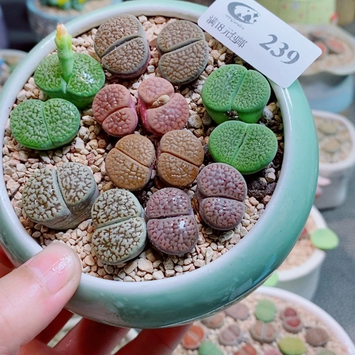 奕***艺生石花花花花花花花花239