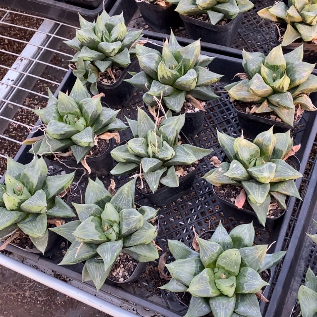 2908 一颗超级大裹般若 挑好的发货 元旦福利