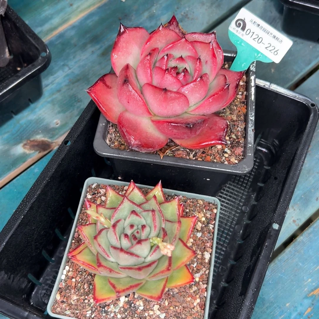 多肉一物一拍0120-226