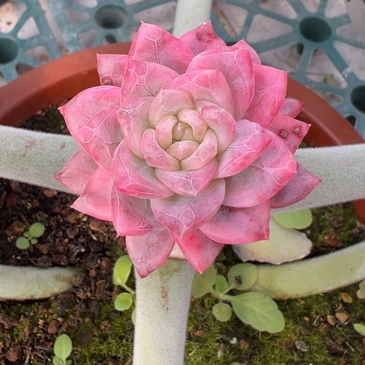 珍妮冰月亮锦一物一拍