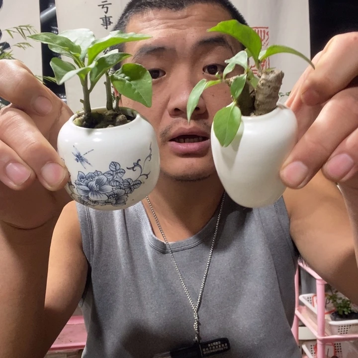 可***乐以实际为准绿植花卉盆栽74