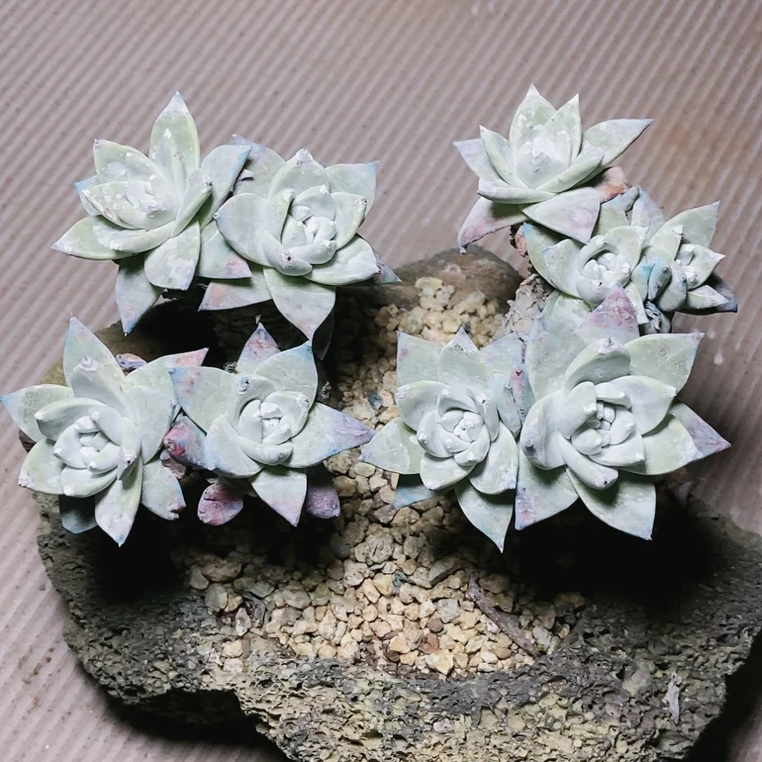 【闪购商品】哈哈哈大花朵多肉2154