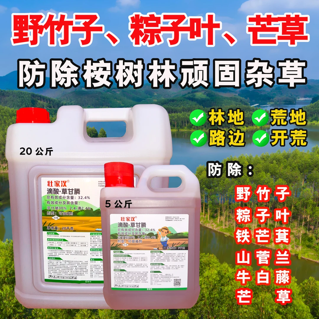 壮家汉桉树林地防除野竹子粽子叶铁芒箕山菅兰顽固恶性杂草除草剂