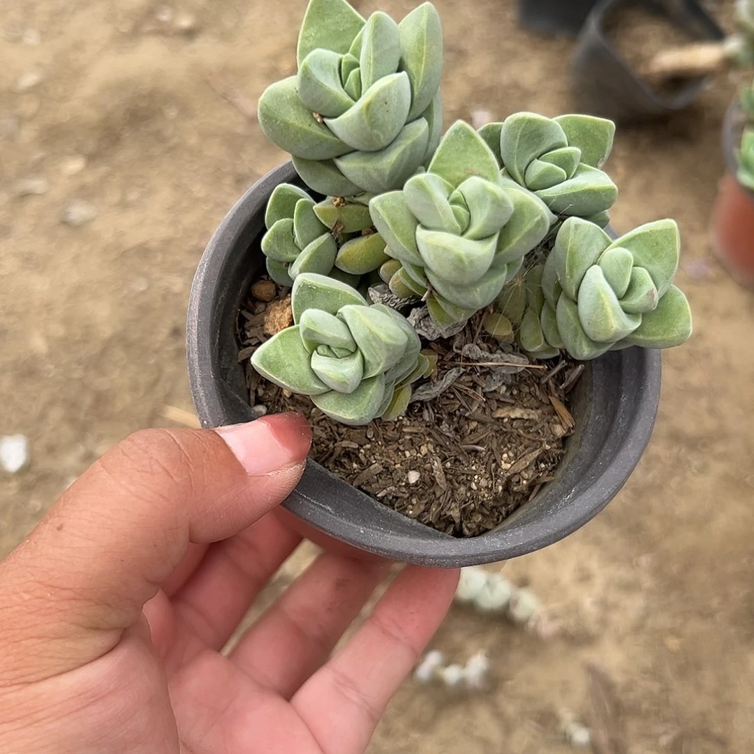 多肉植物纪之川群