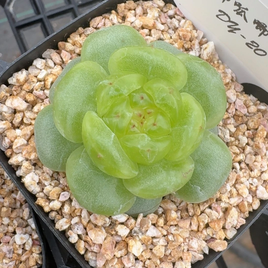 0903-020-欧若拉单头