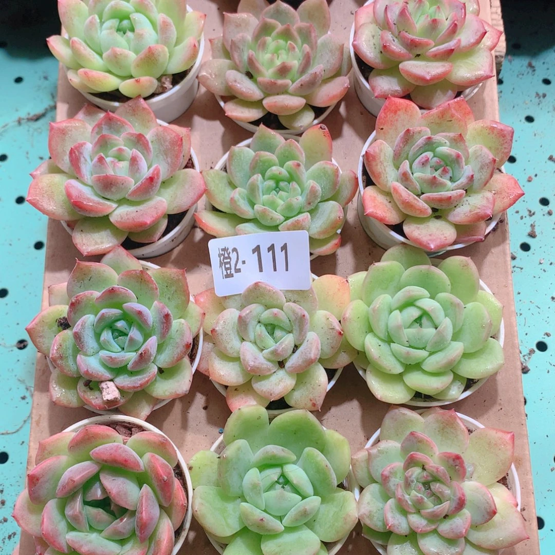 2-111一物一拍多肉带盆18颗