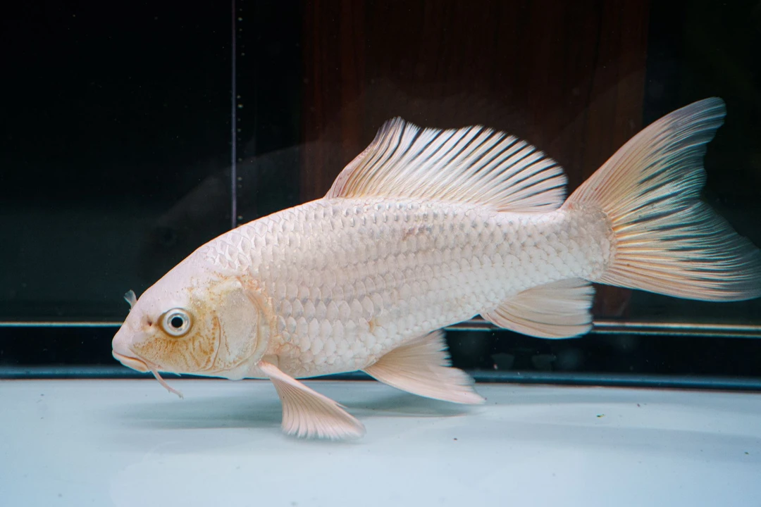 观赏鱼不分公母 白鱼