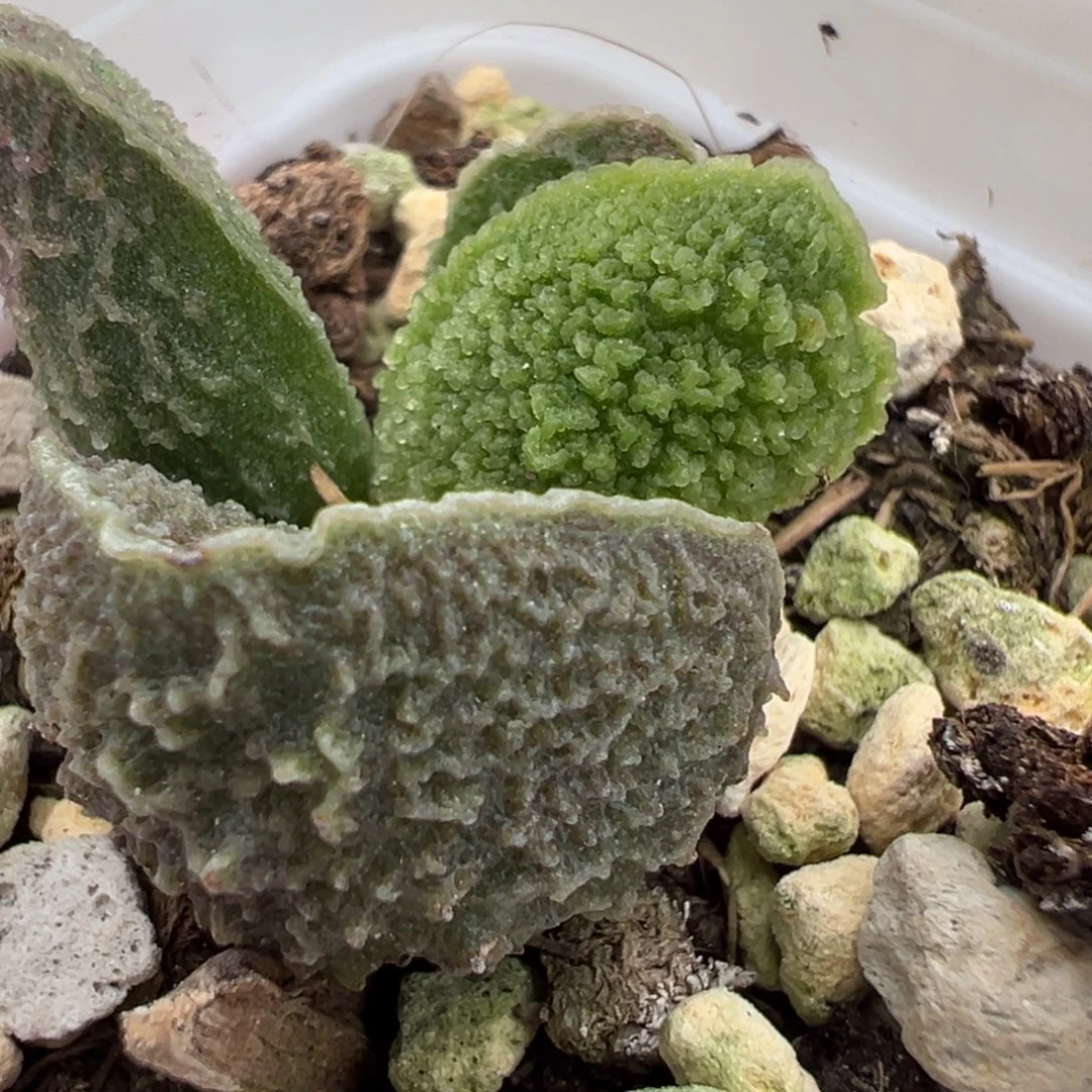 实生新品大苗多肉植物水泡