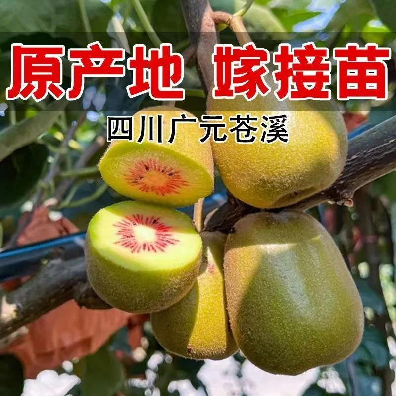 四川正宗红心猕猴桃嫁接苗【裸根打泥浆发货】