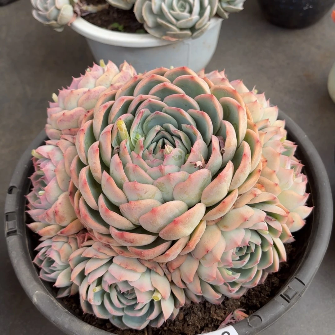 ?***?同温层多肉侧影228