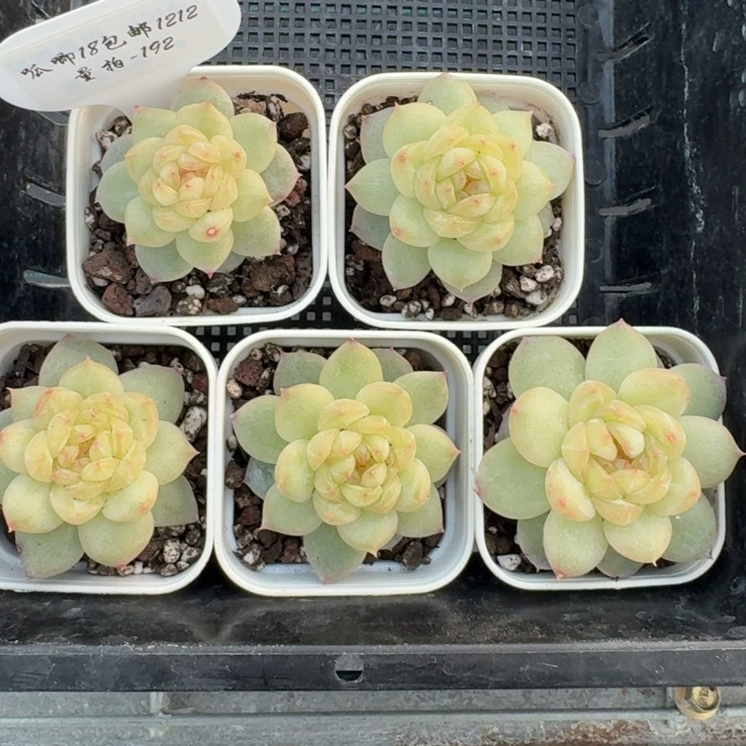 1212-192-海洋之星a一颗量拍