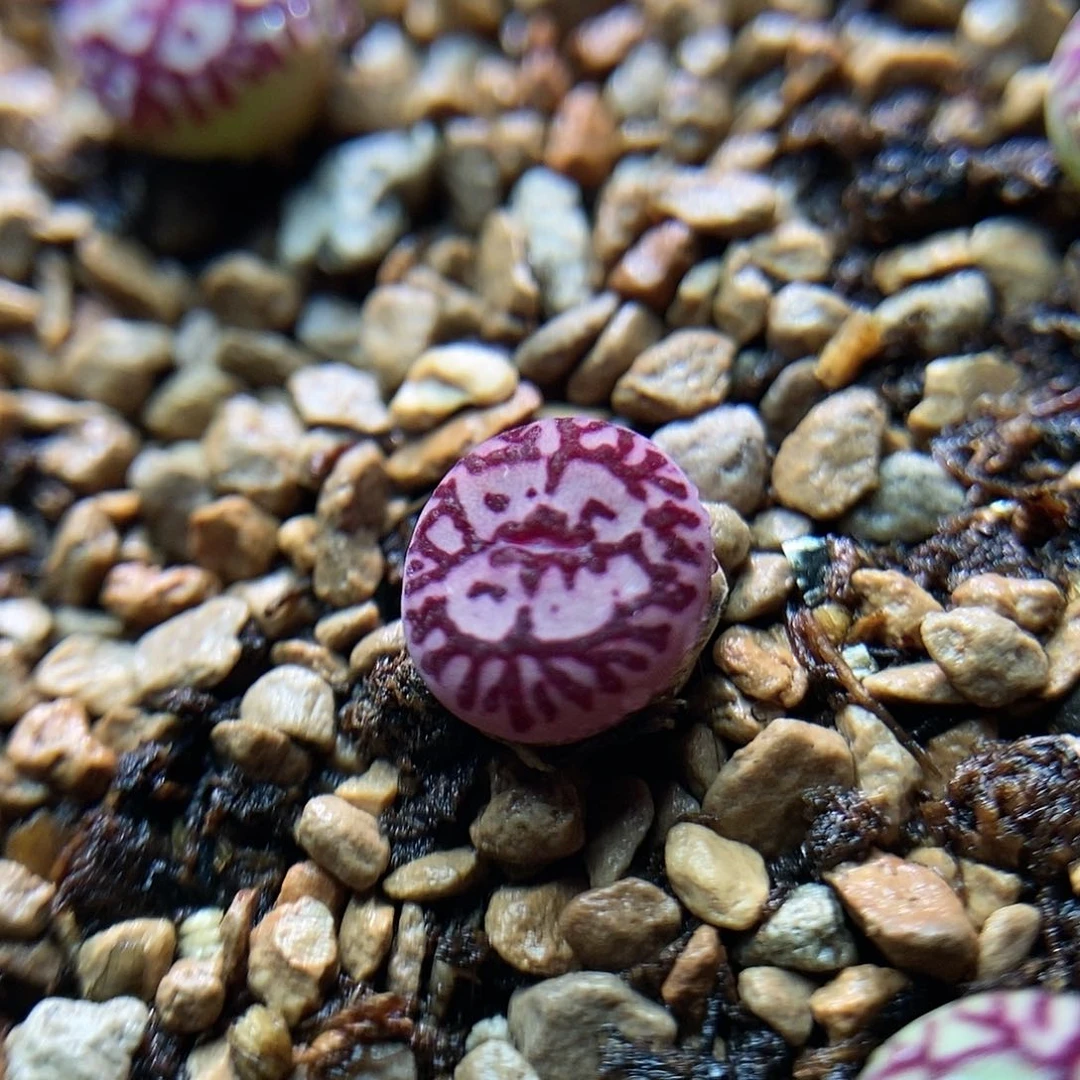 八重墨一颗1.5年包邮