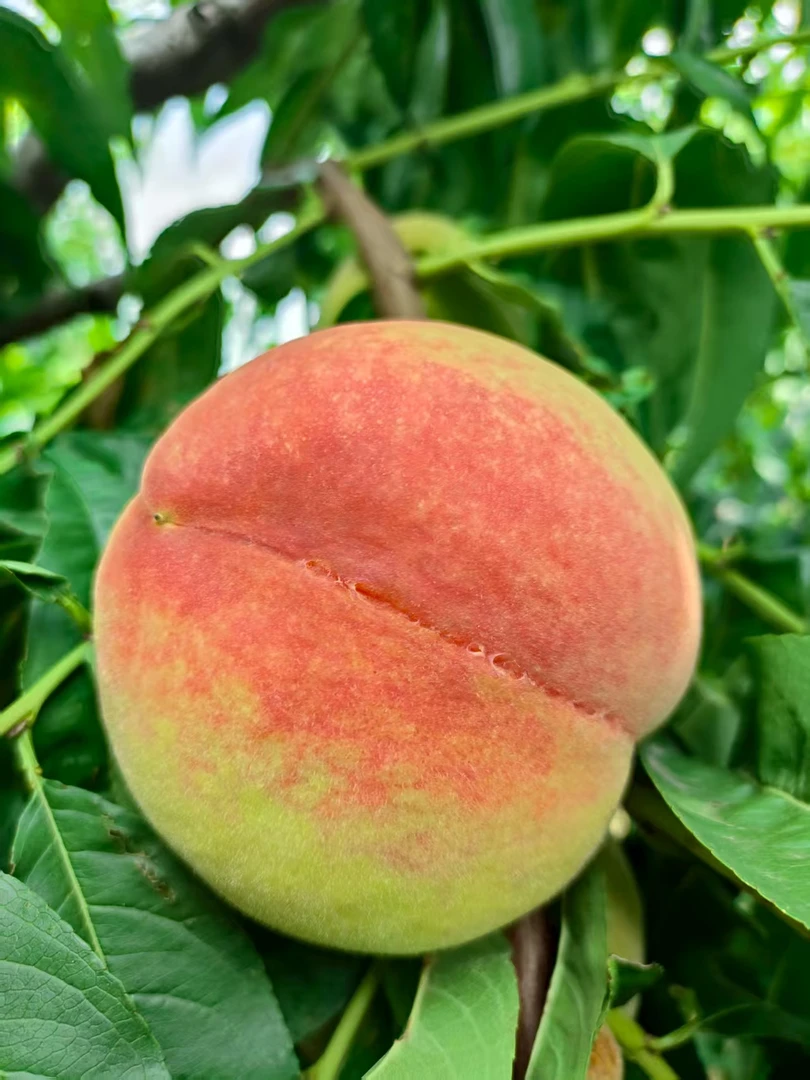 北京7号水蜜桃现摘现发脆甜多汁应季水果新鲜头茬