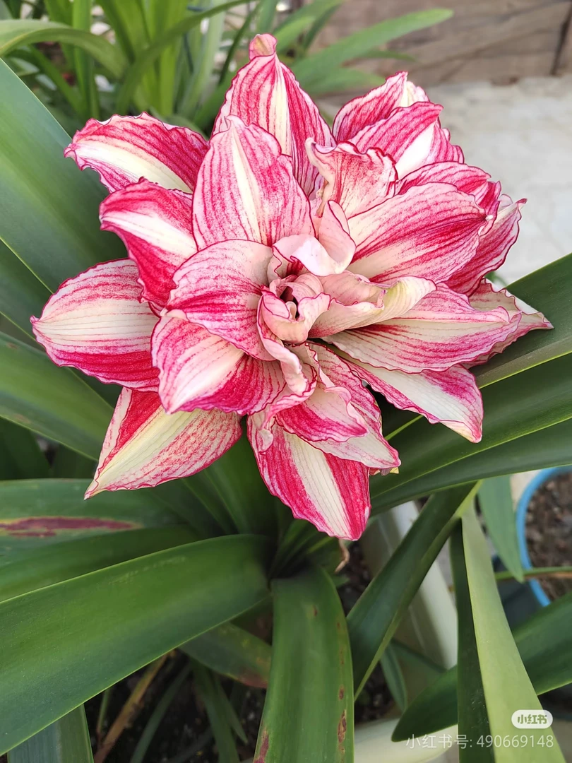 优选自然球【安吉拉】澳洲朱顶红重瓣种球多年生阳台庭院好种植