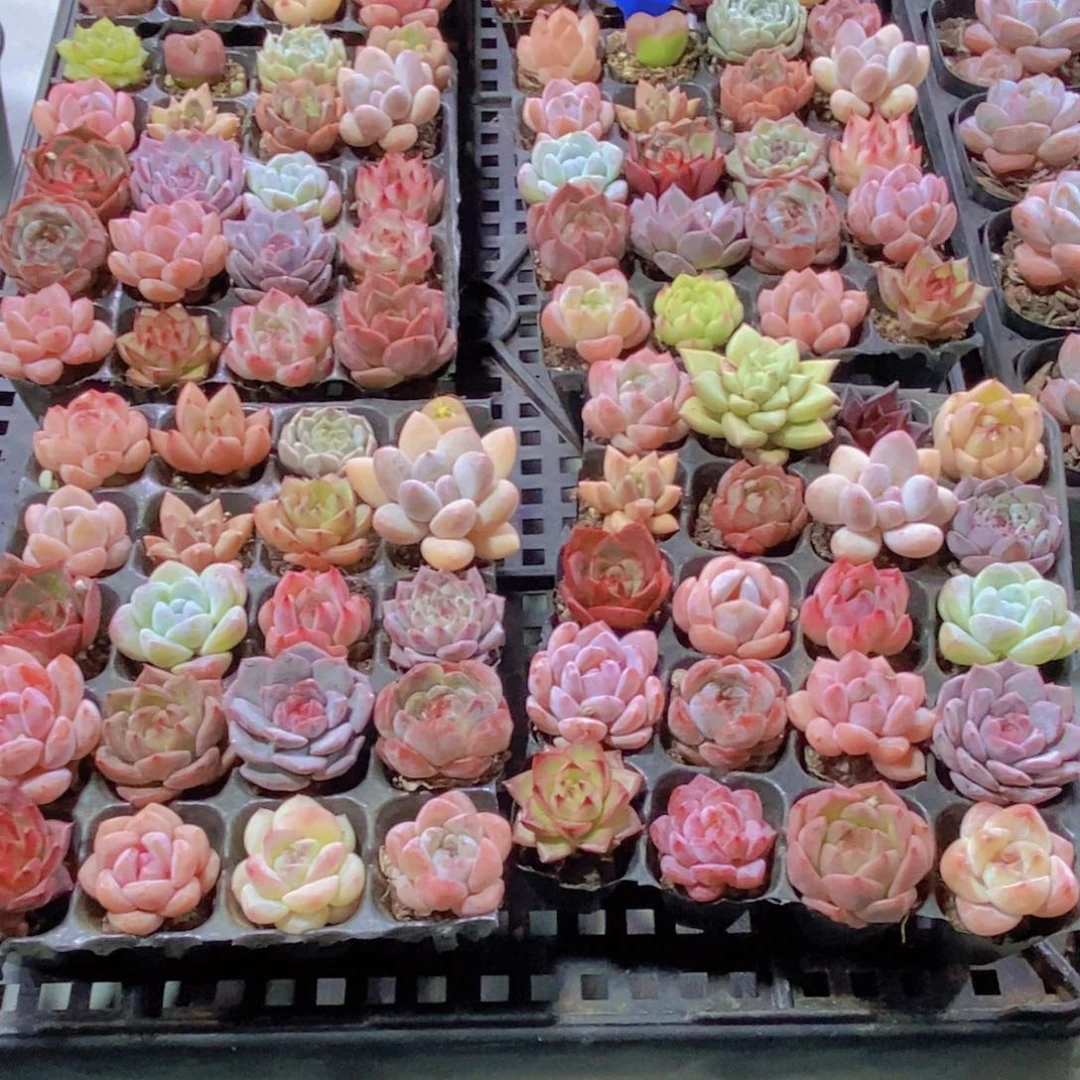 130-精品新手美肉套餐20颗