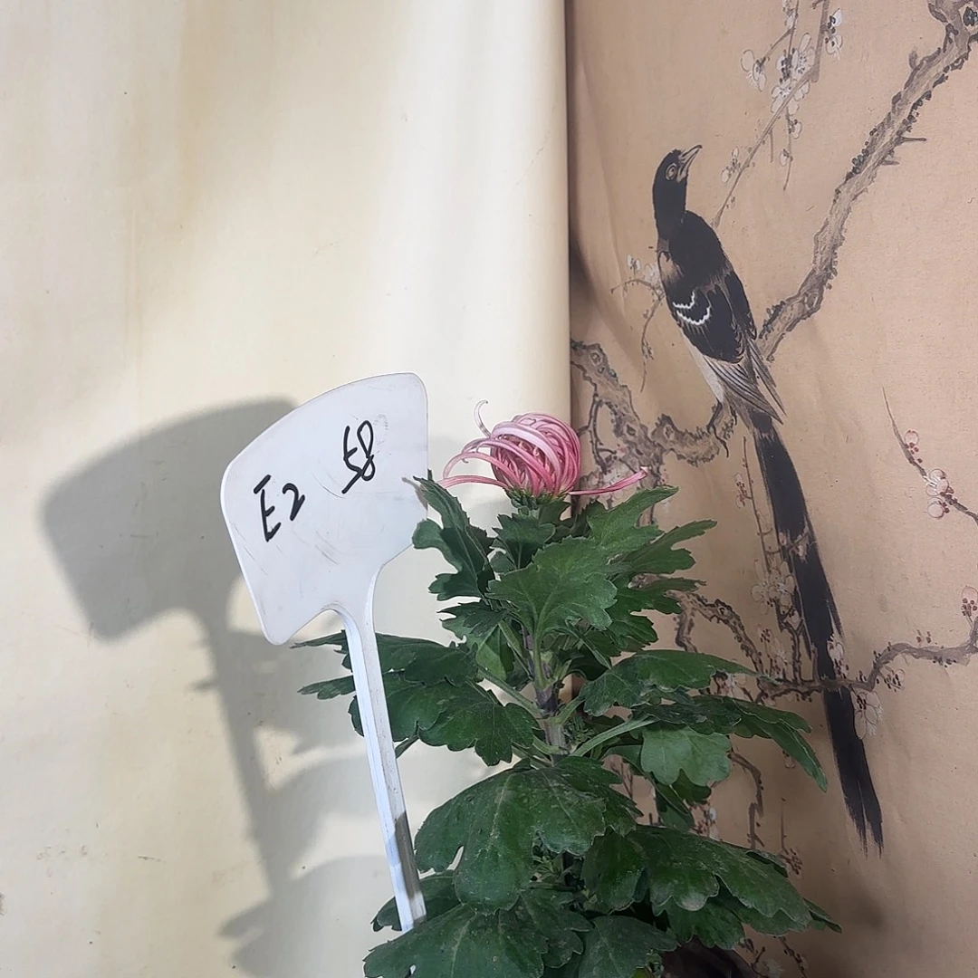 全部花朵E22222222