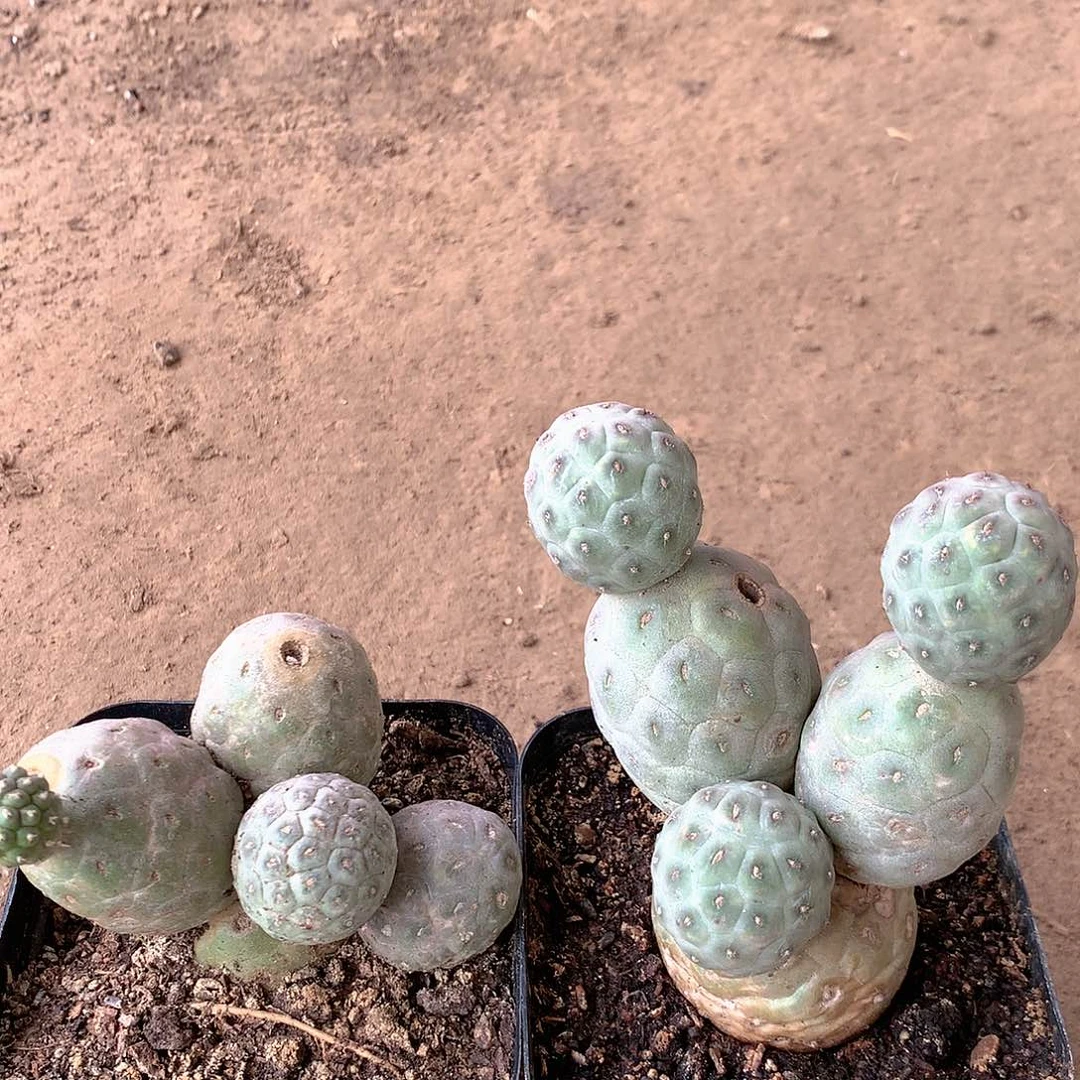 【闪购商品】两棵绿皮习