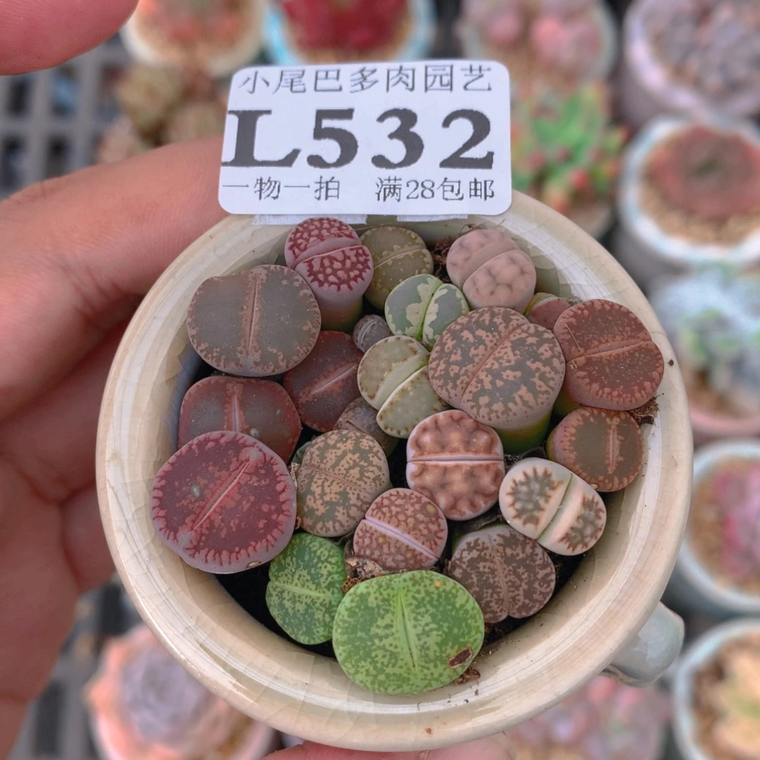 小尾巴5CM迷你拇指盆L532