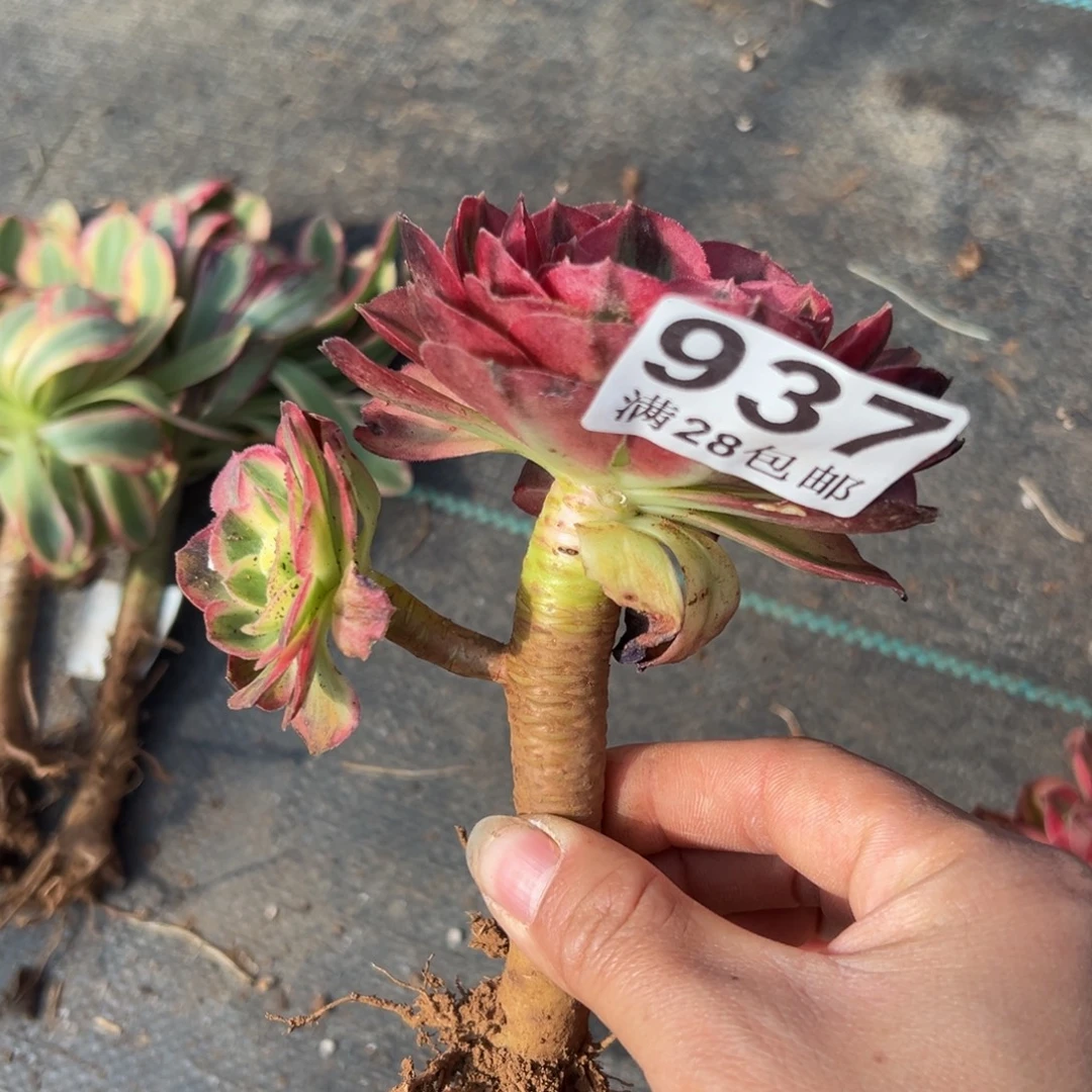 多肉植物937无售后