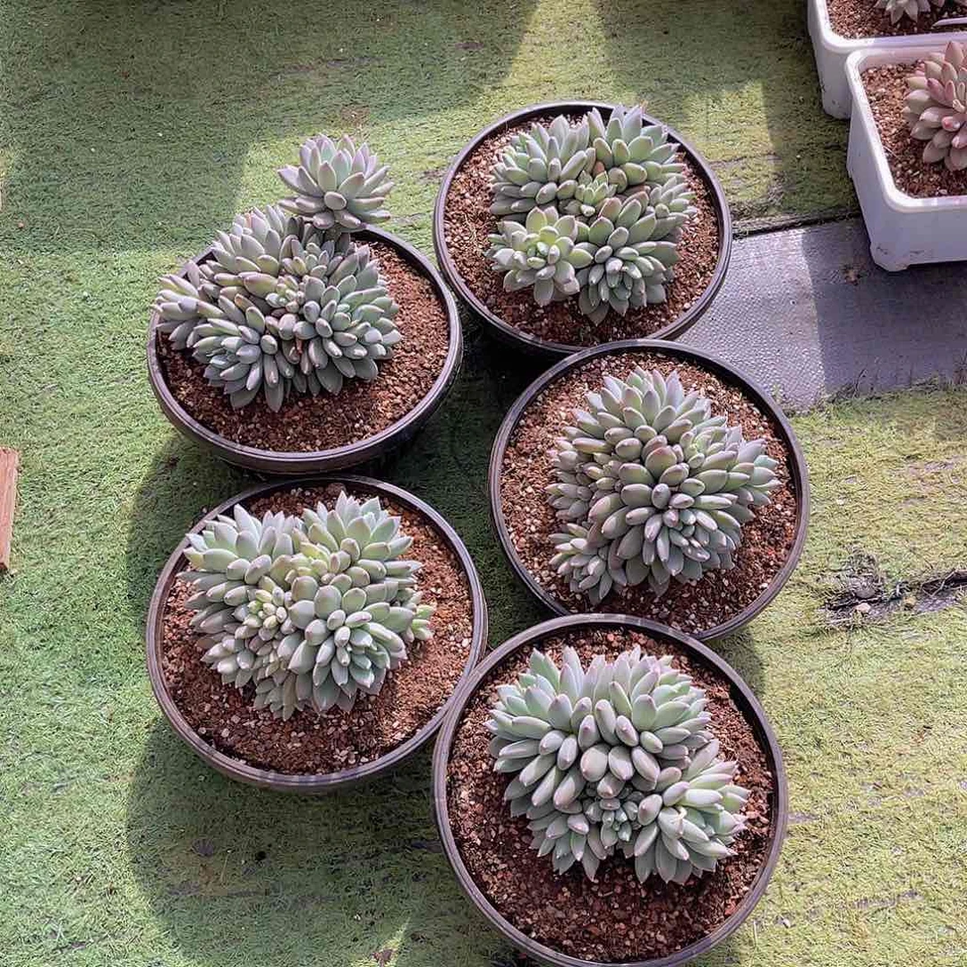 阿*多肉天使之痕力哥