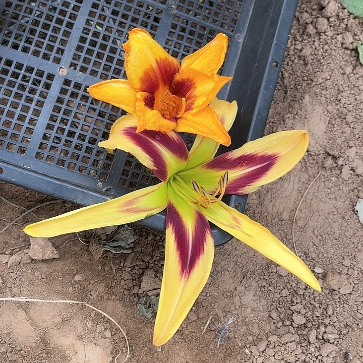 当前无花栽培后可以开花