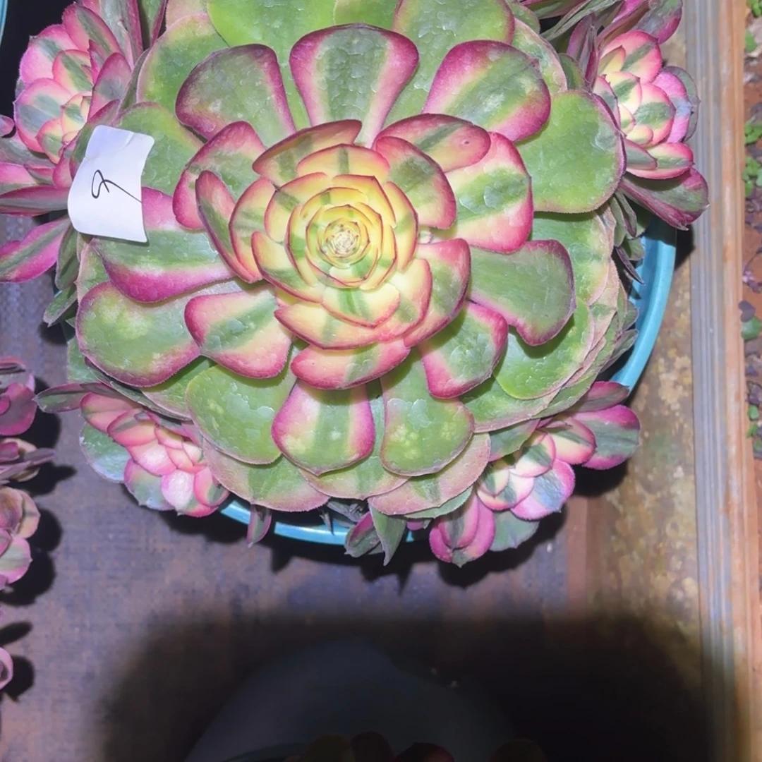 云南多肉植物荔枝