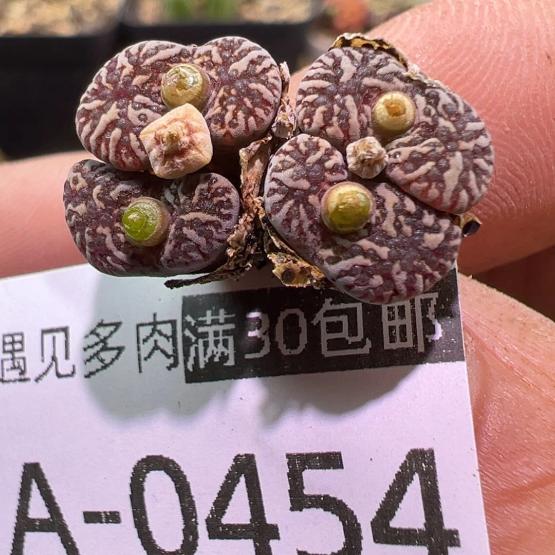 多肉植物11111111111