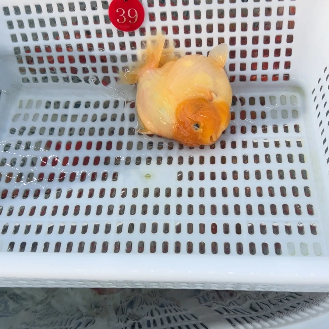 *****金鱼我是黄宁宁老师我今天晚上