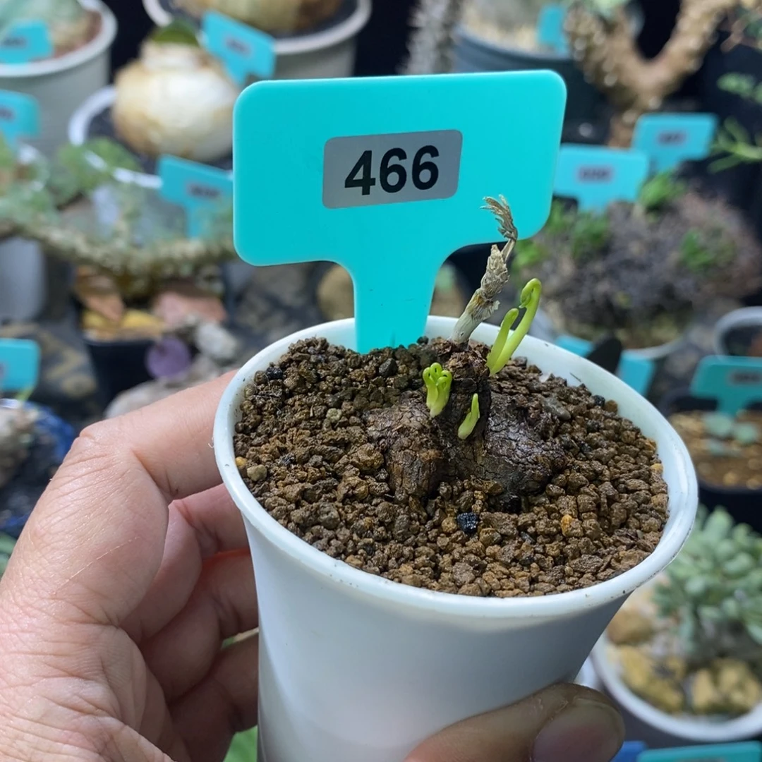 囊果草多肉植物一个