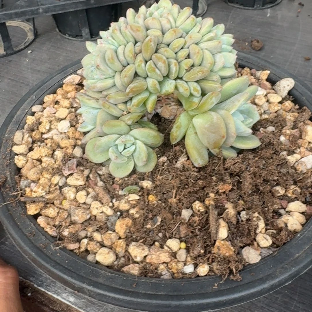 星影树缀无砍多肉