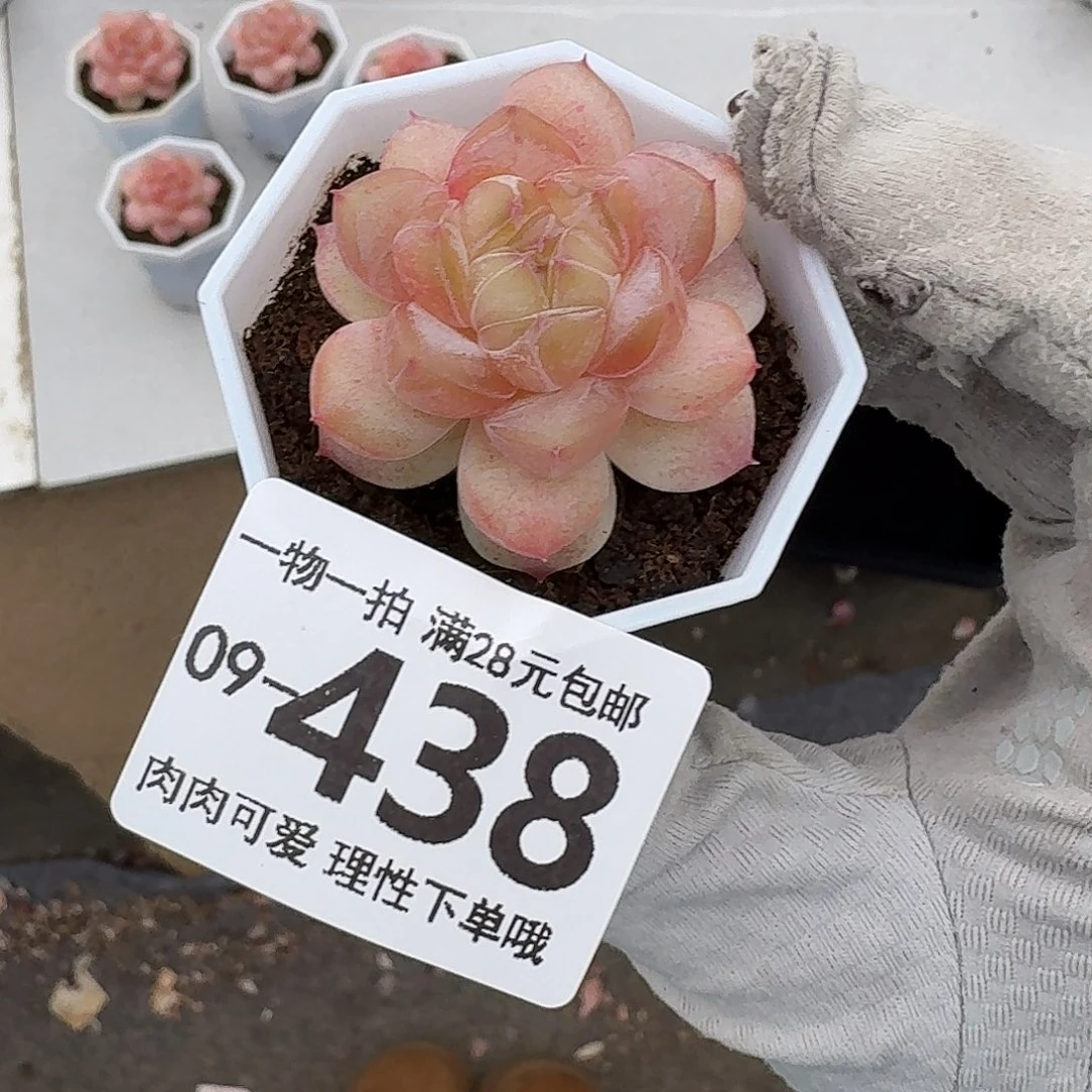 棒***）楼兰无盆土发货无