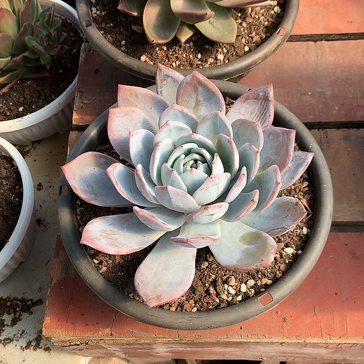 美肉特价活动开始啦