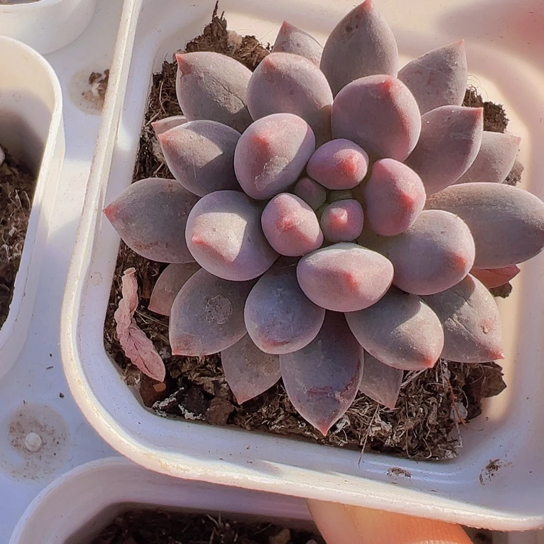 单头蓝舌美人19包邮