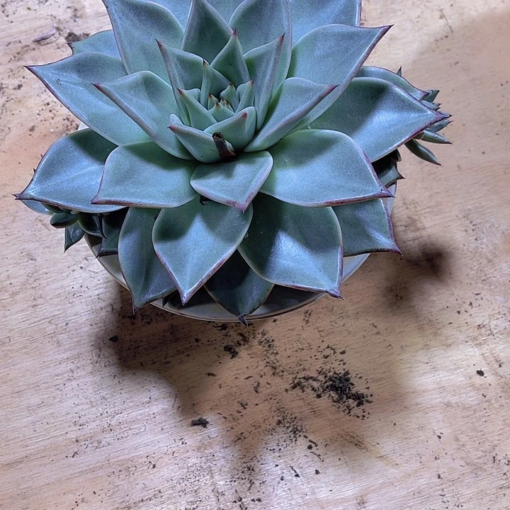 魔*00000000000000000108